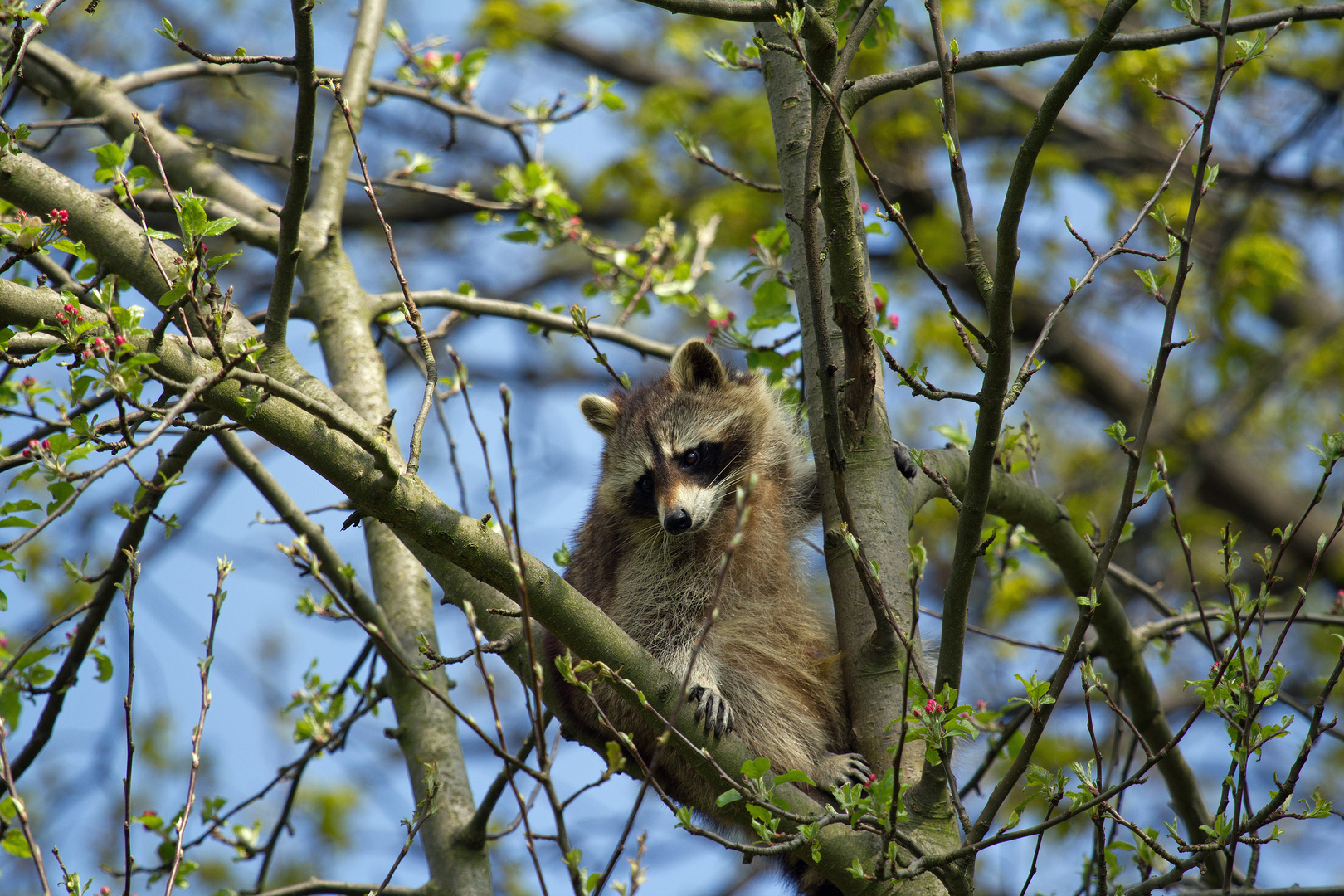 Waschbär