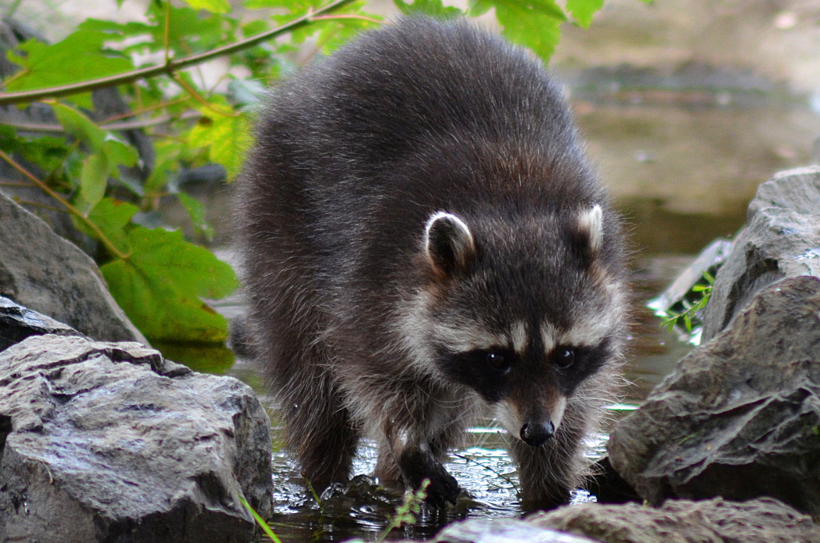 Waschbär