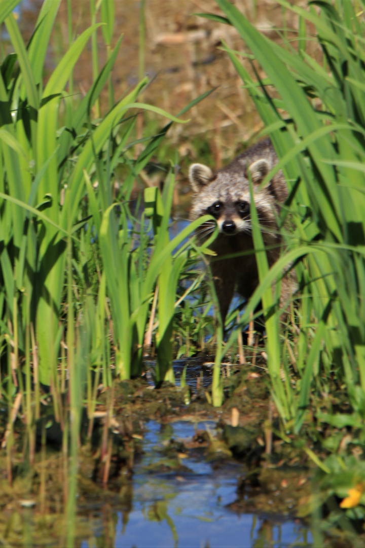 Waschbär