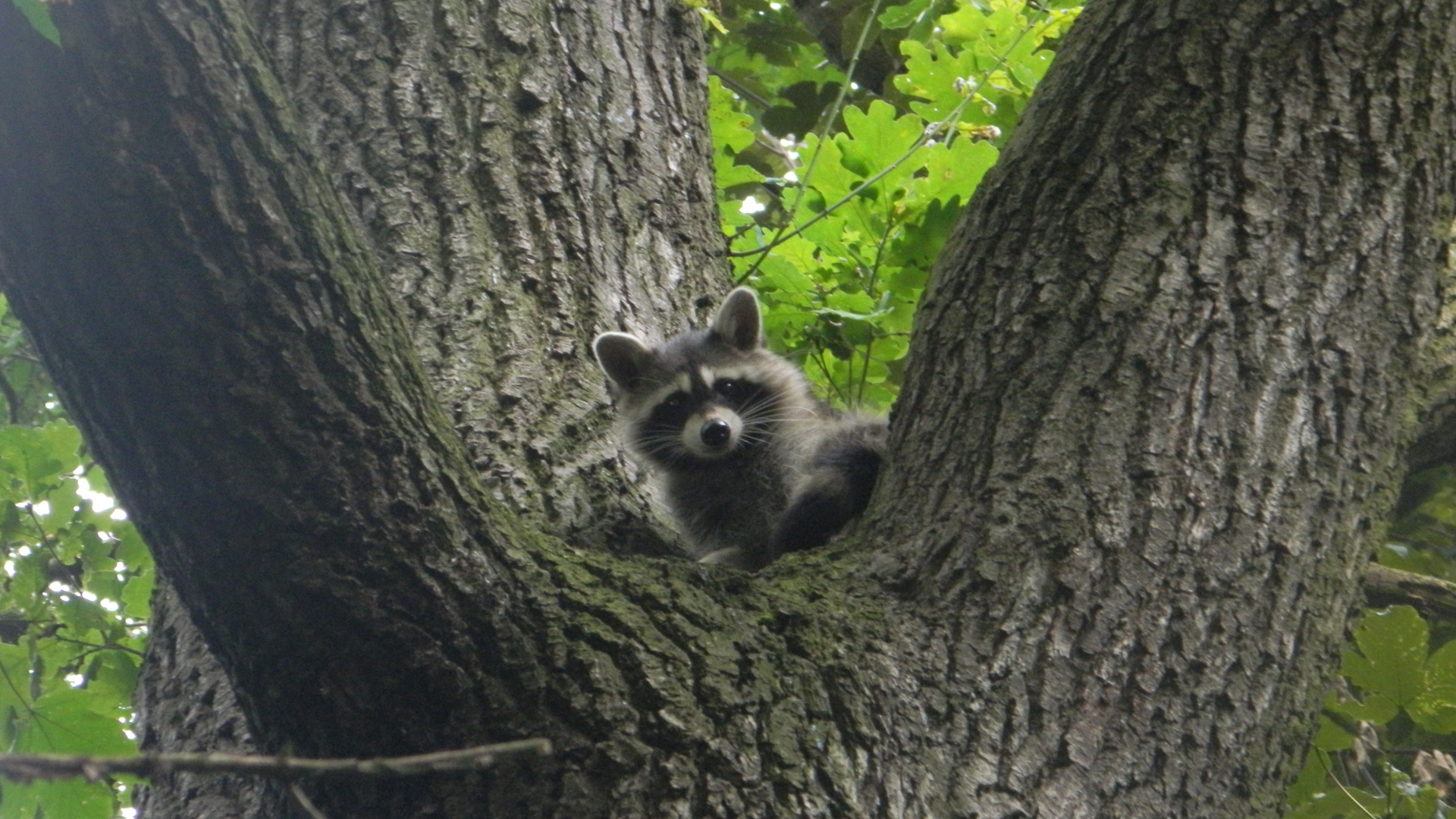 Waschbär