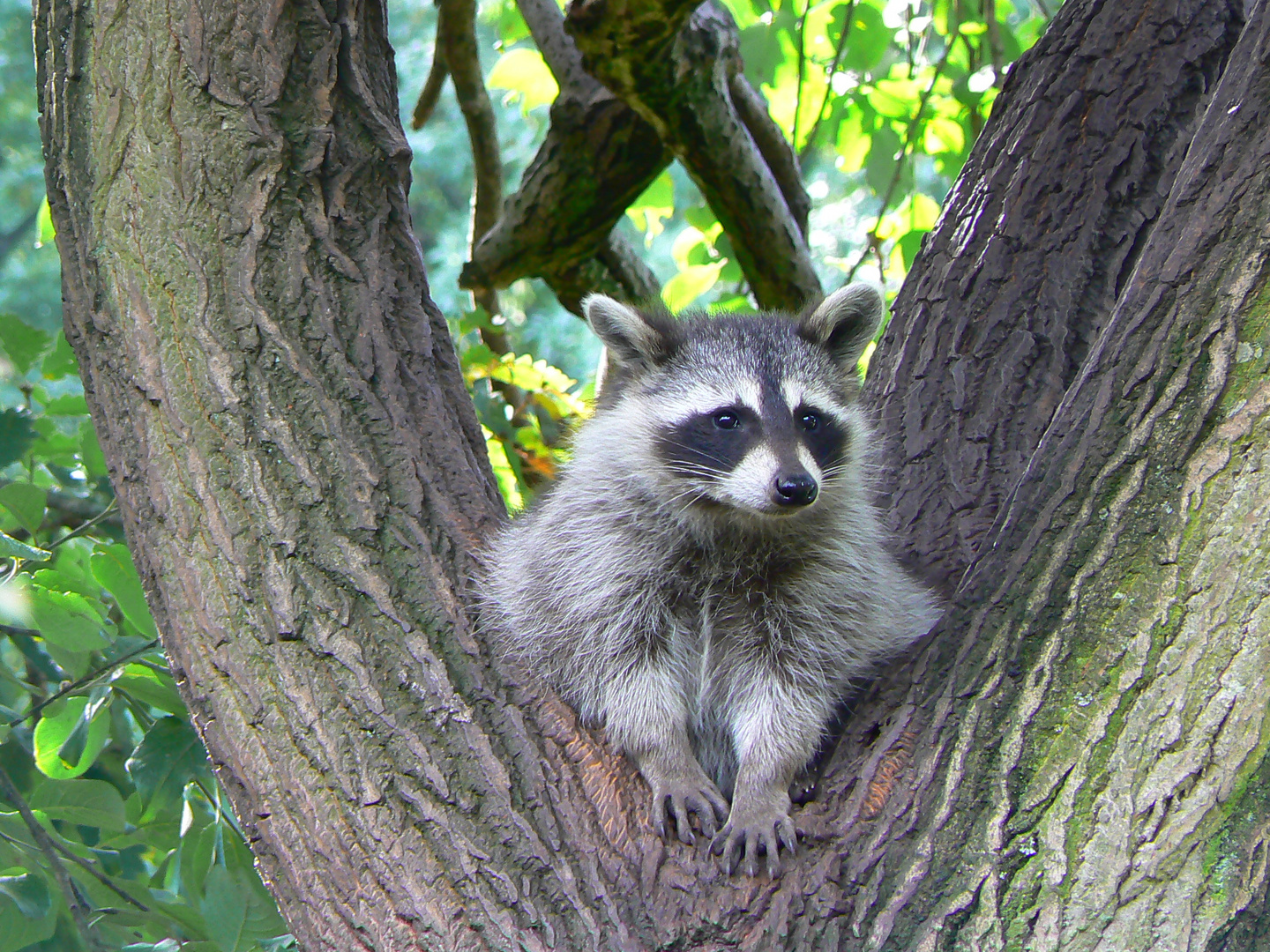 Waschbär