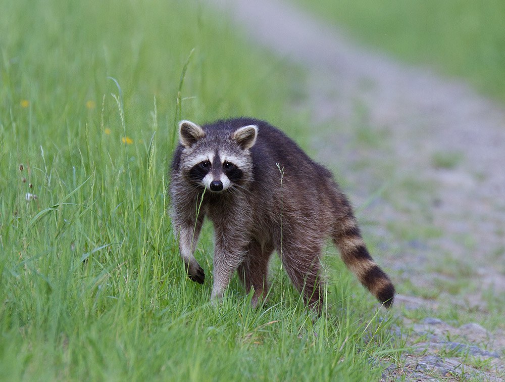 Waschbär