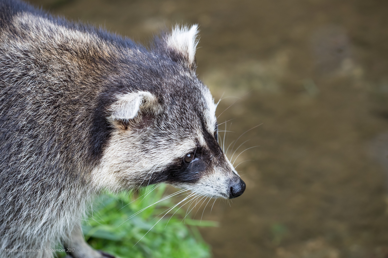 Waschbär