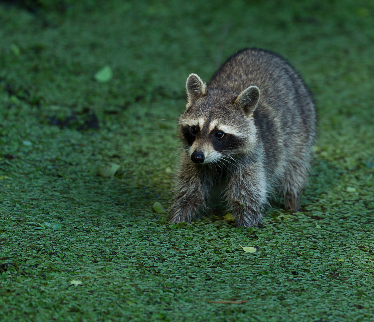 Waschbär