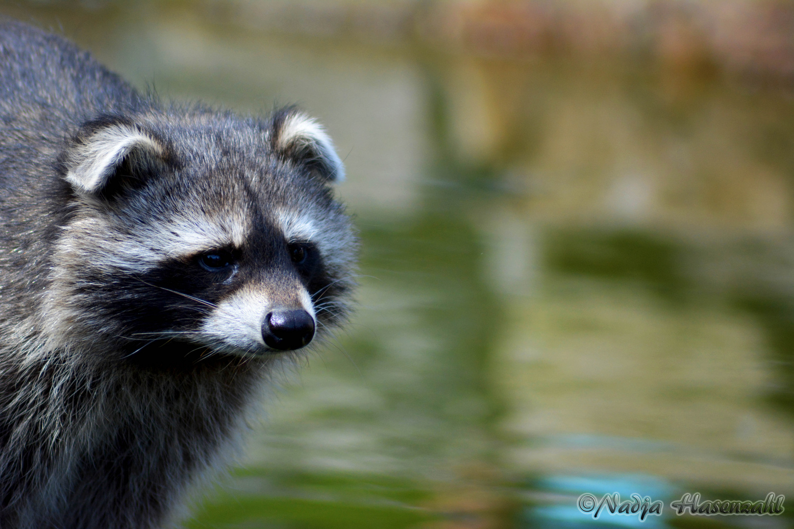 Waschbär