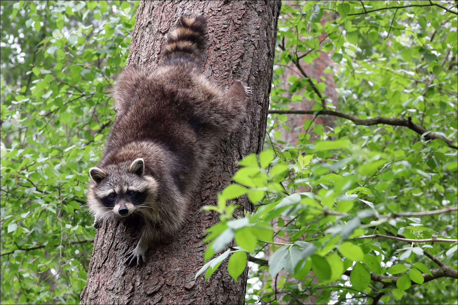 Waschbär