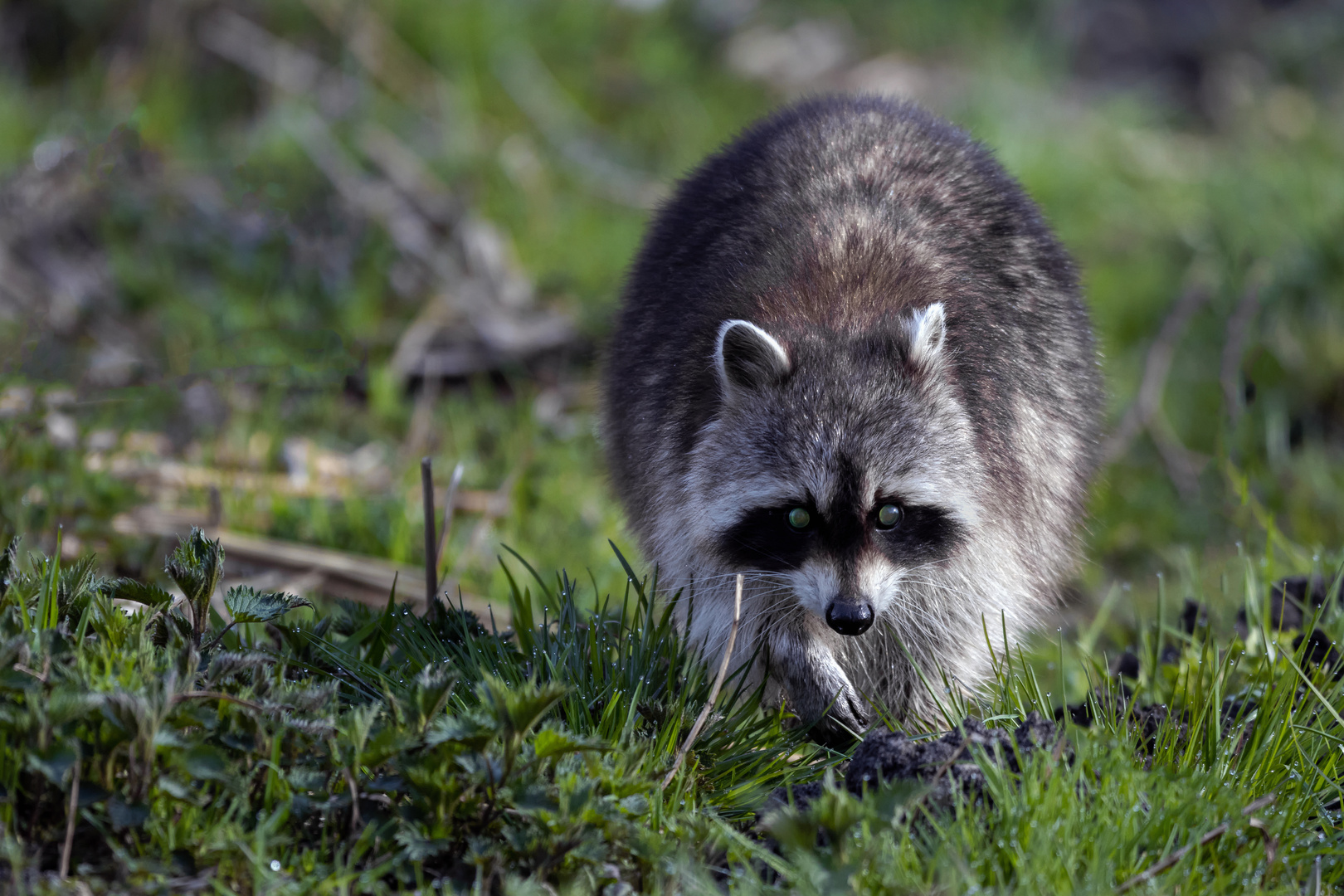 Waschbär