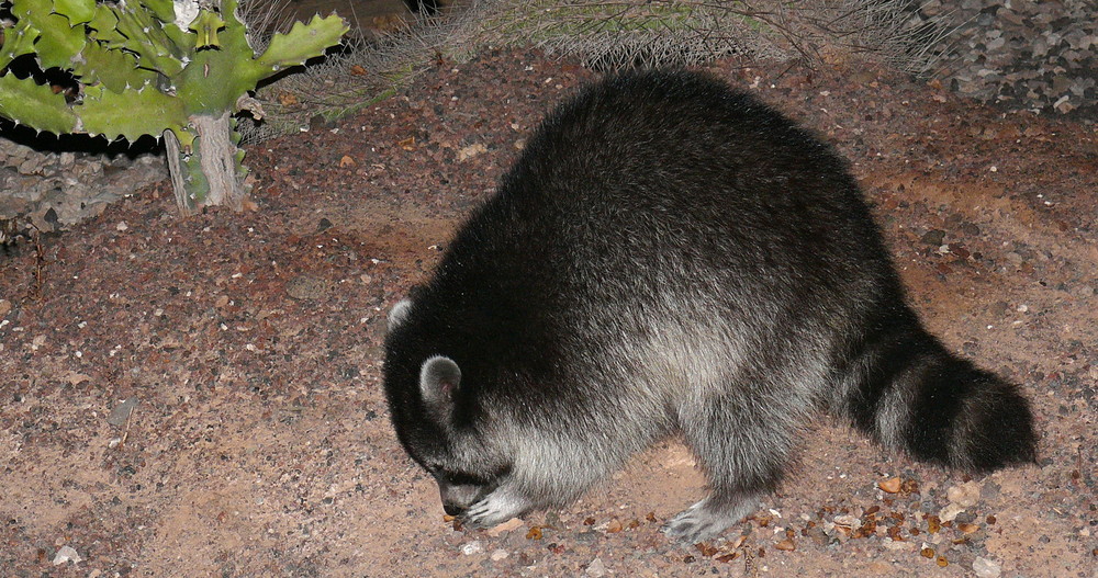 Waschbär