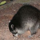 Waschbär