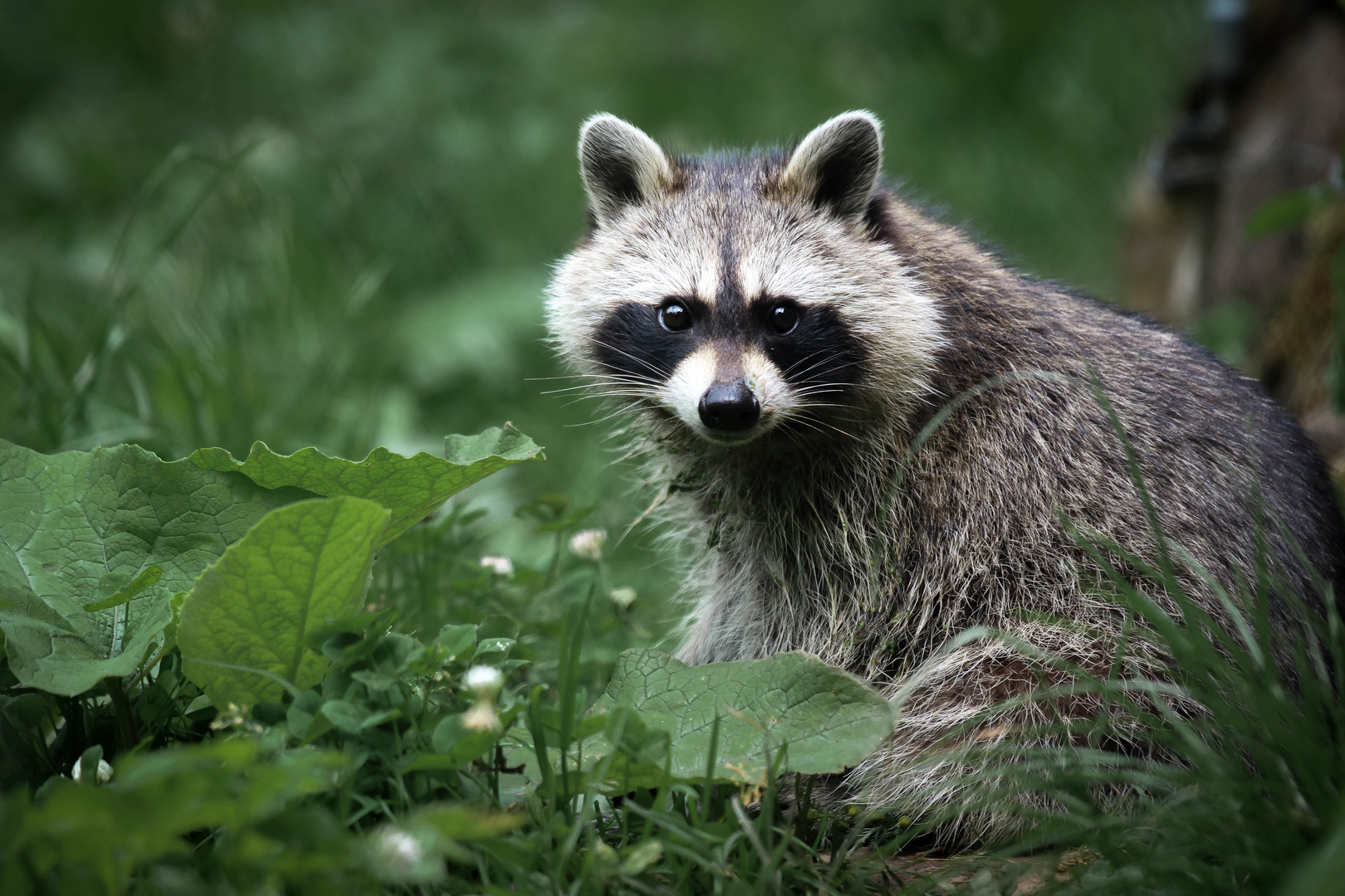 Waschbär 