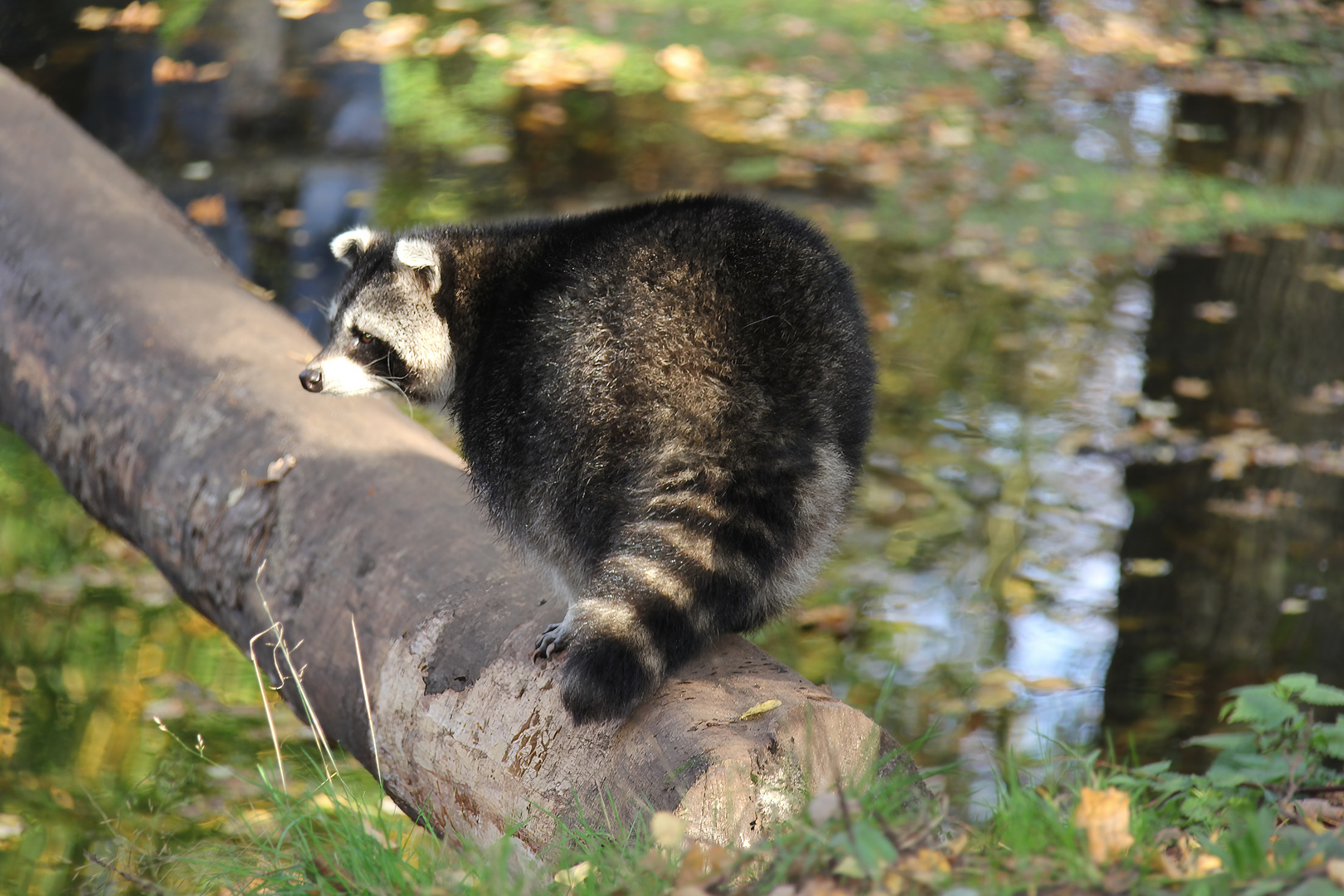 Waschbär