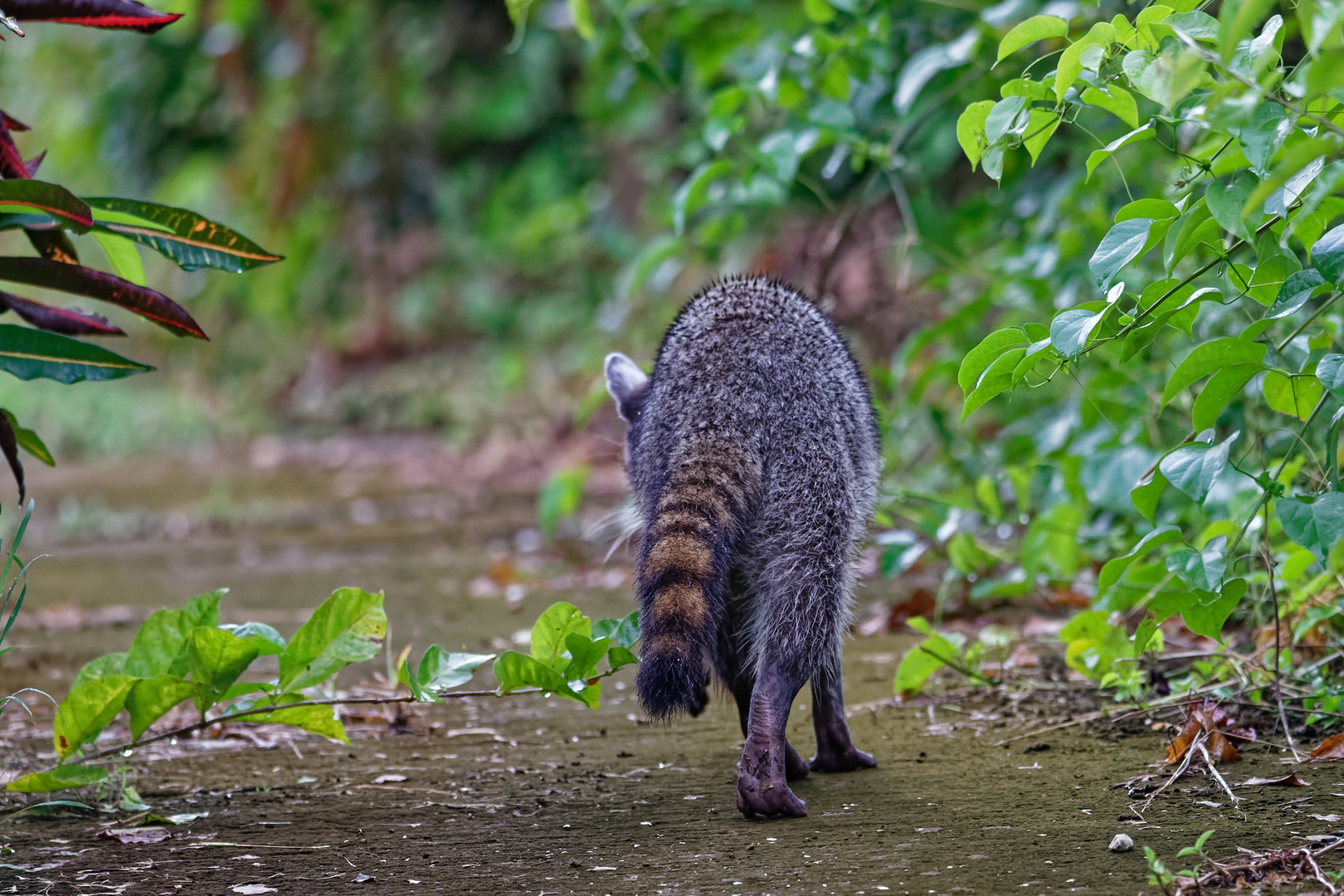 Waschbär