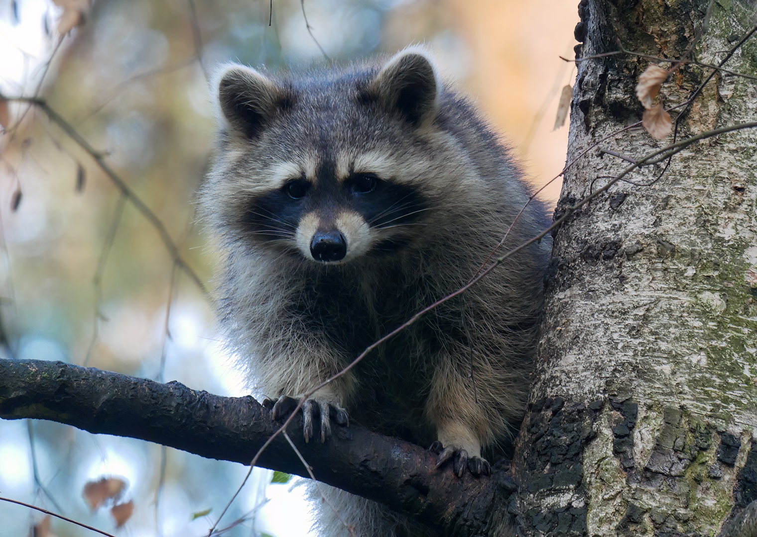 Waschbär