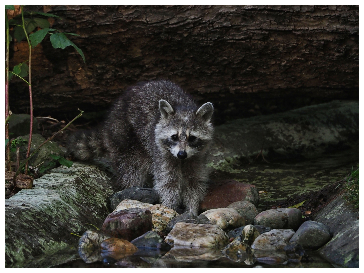 Waschbär 