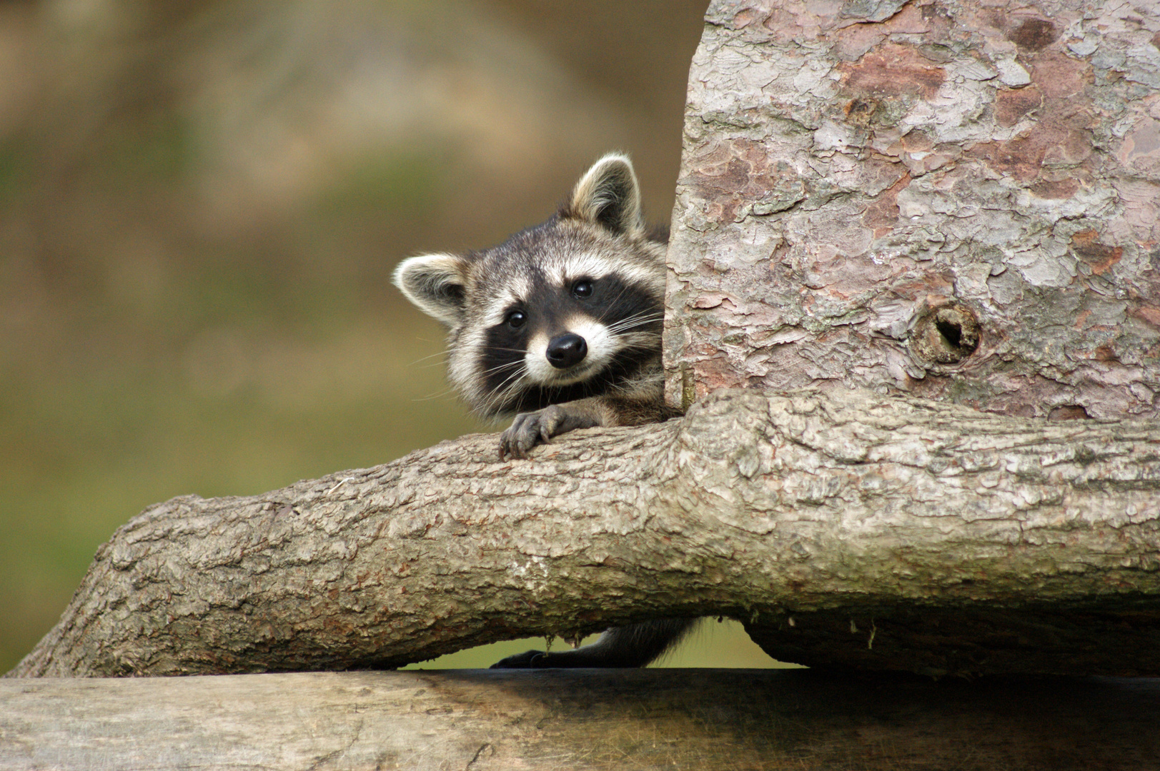 Waschbär