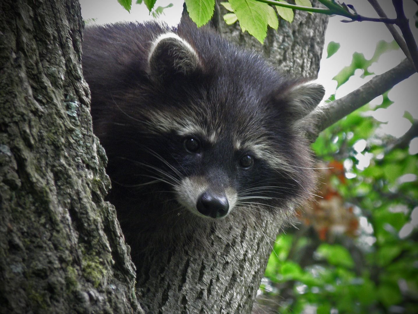 Waschbär