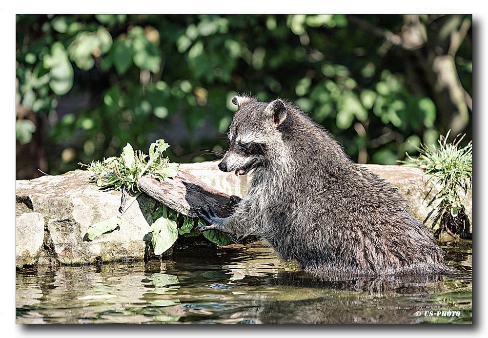 Waschbär