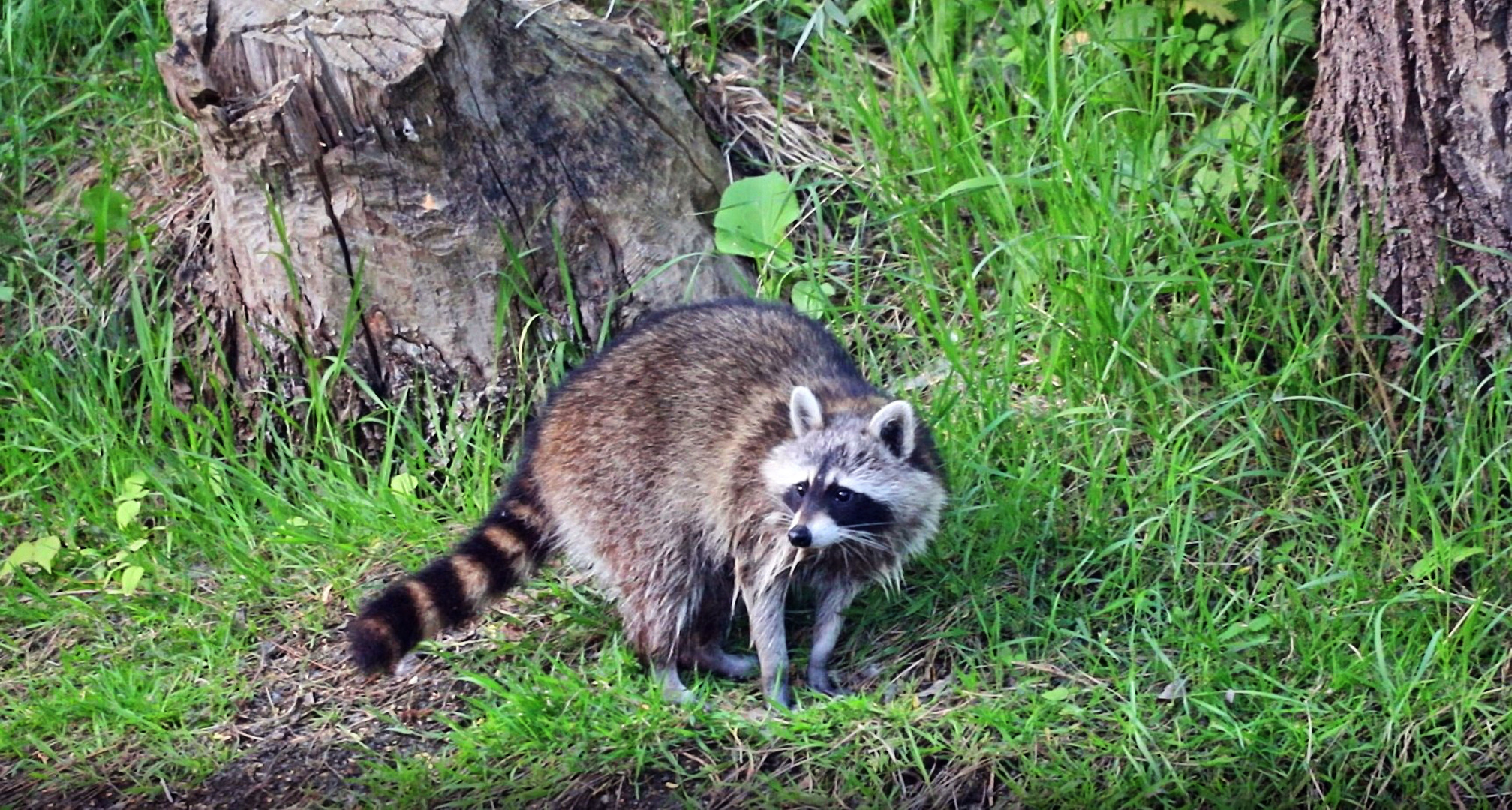 Waschbär