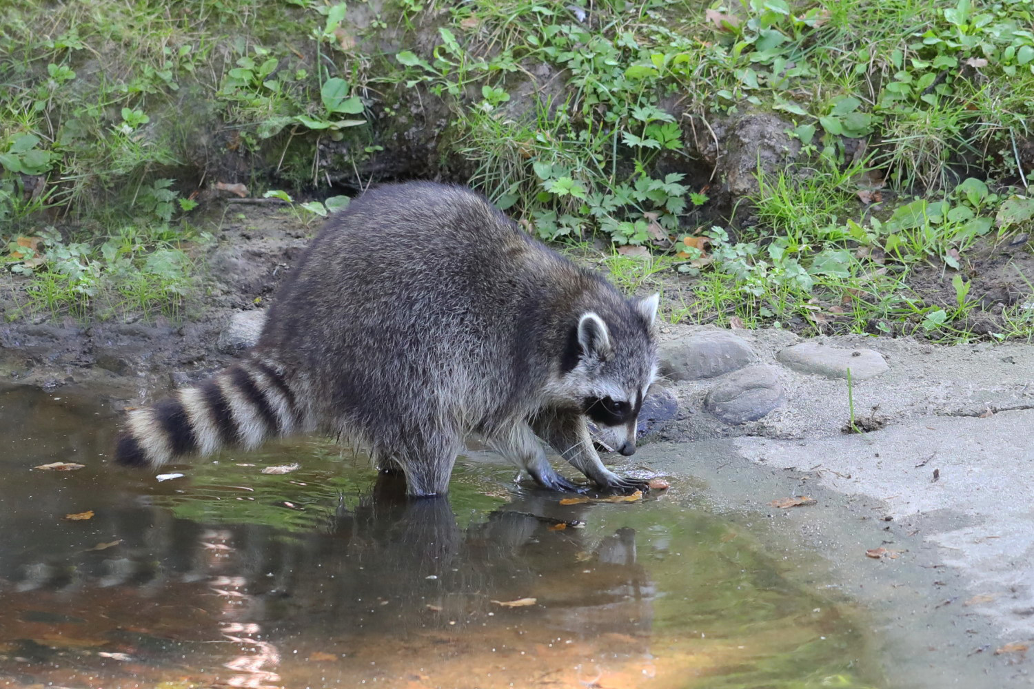 Waschbär