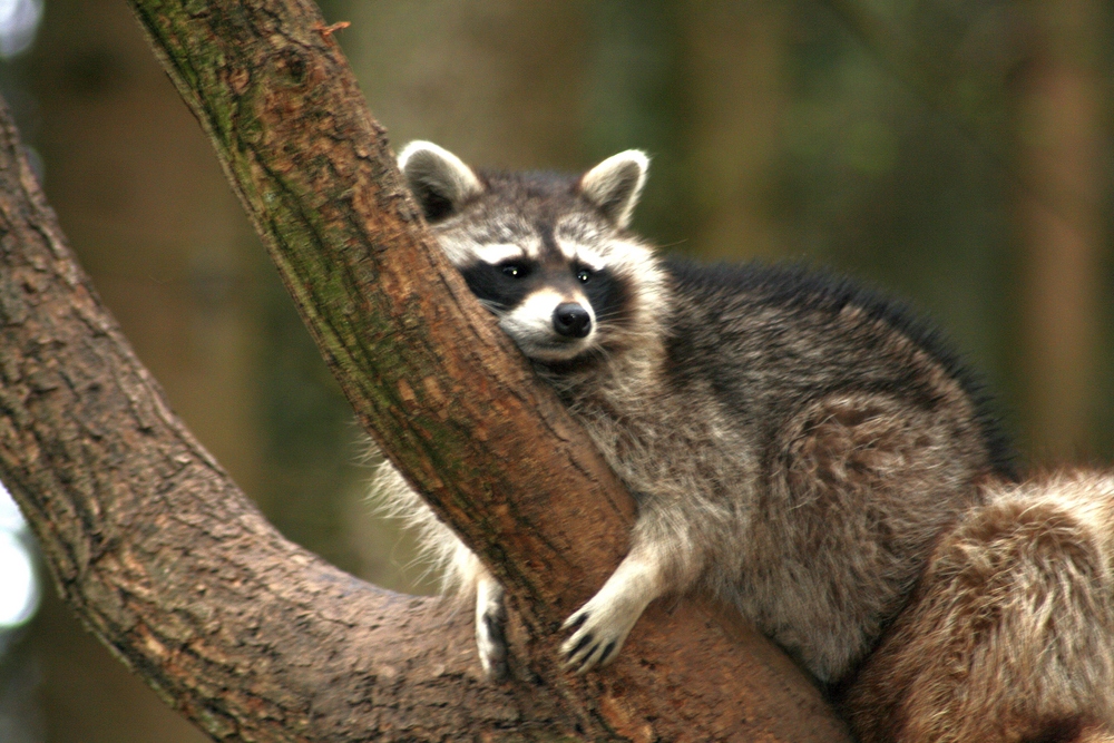 Waschbär