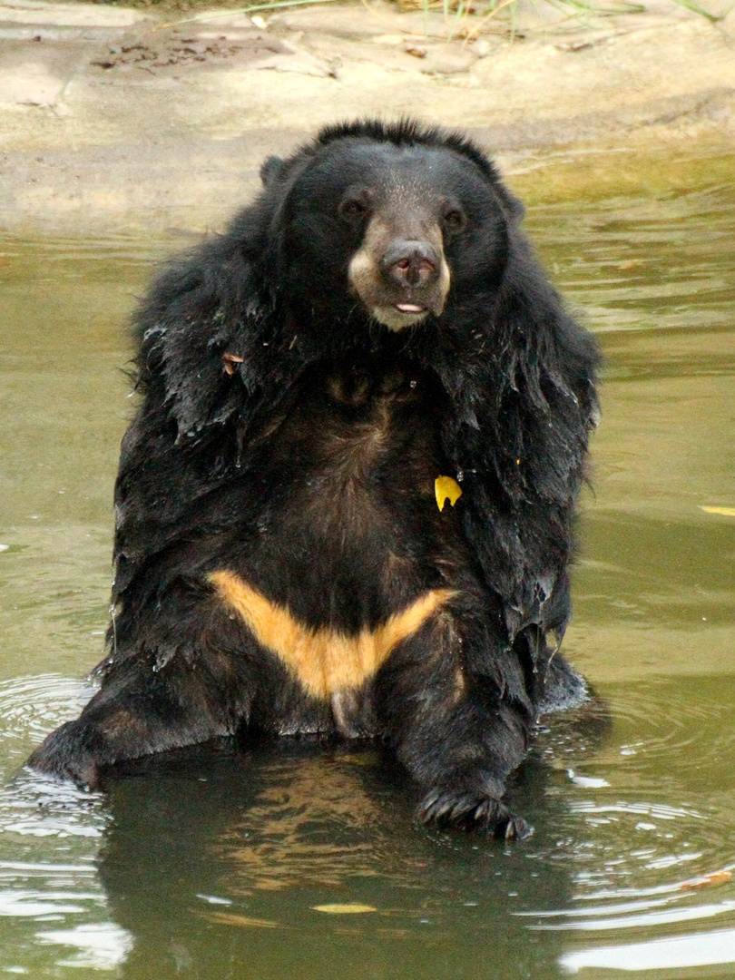 Waschbär?