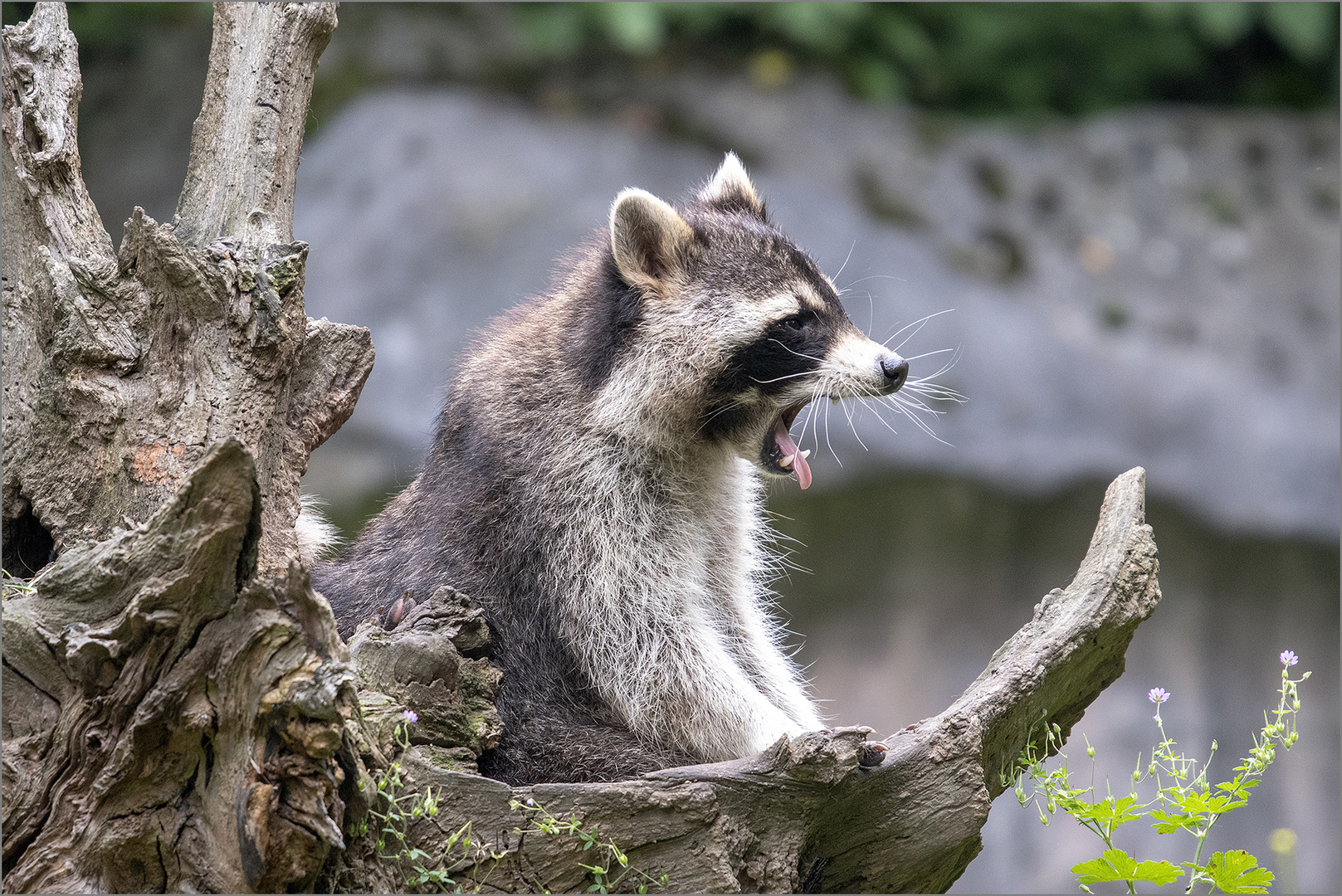 Waschbär