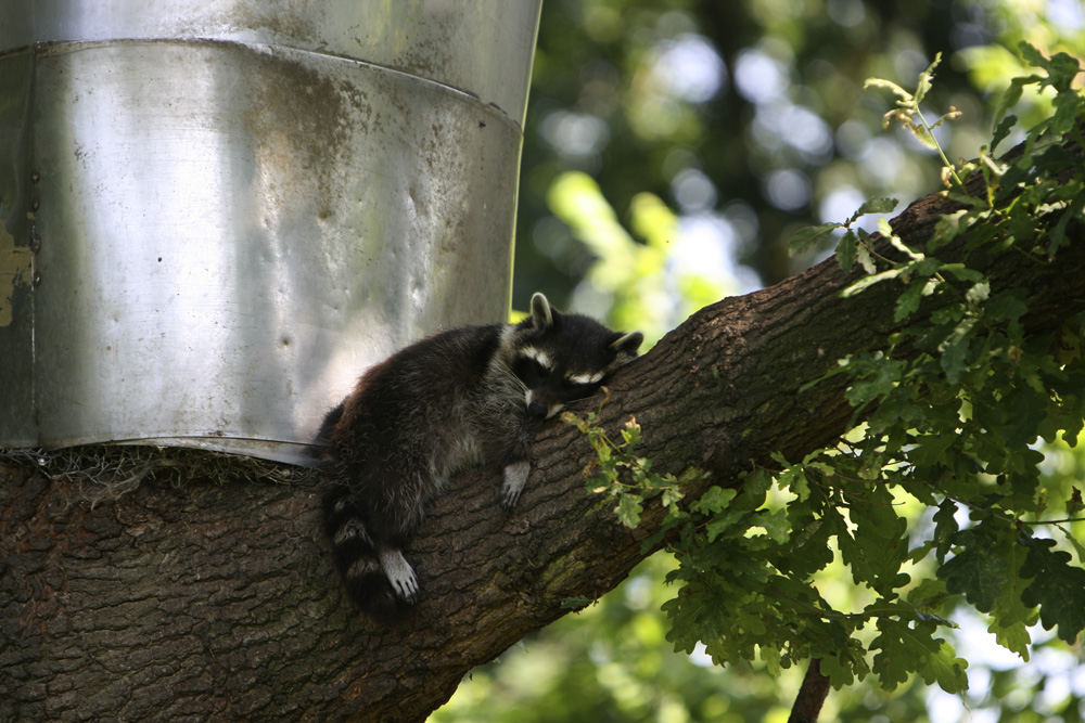 Waschbär