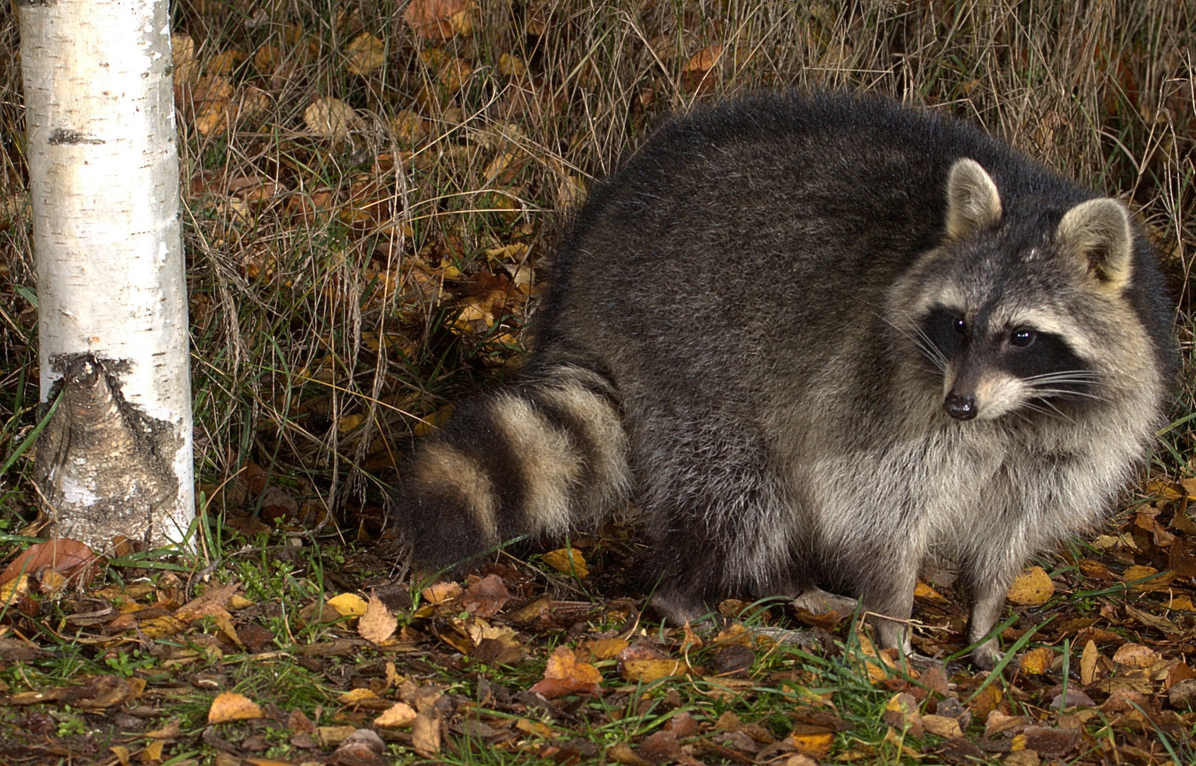 Waschbär