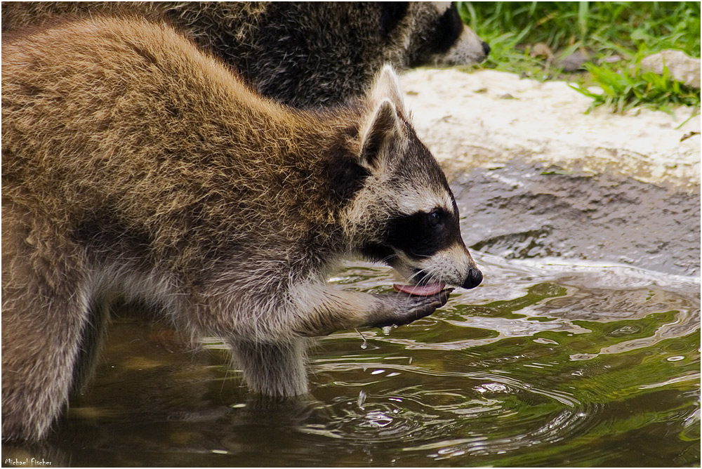 [WASCHBÄR]