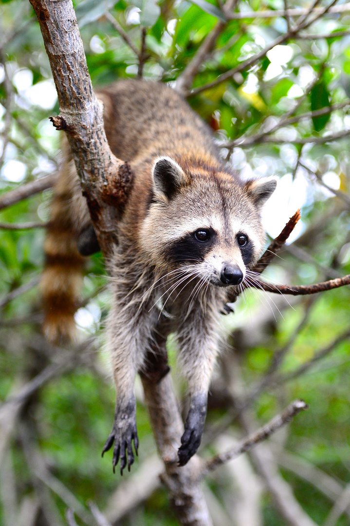 Waschbär