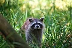 Waschbär 