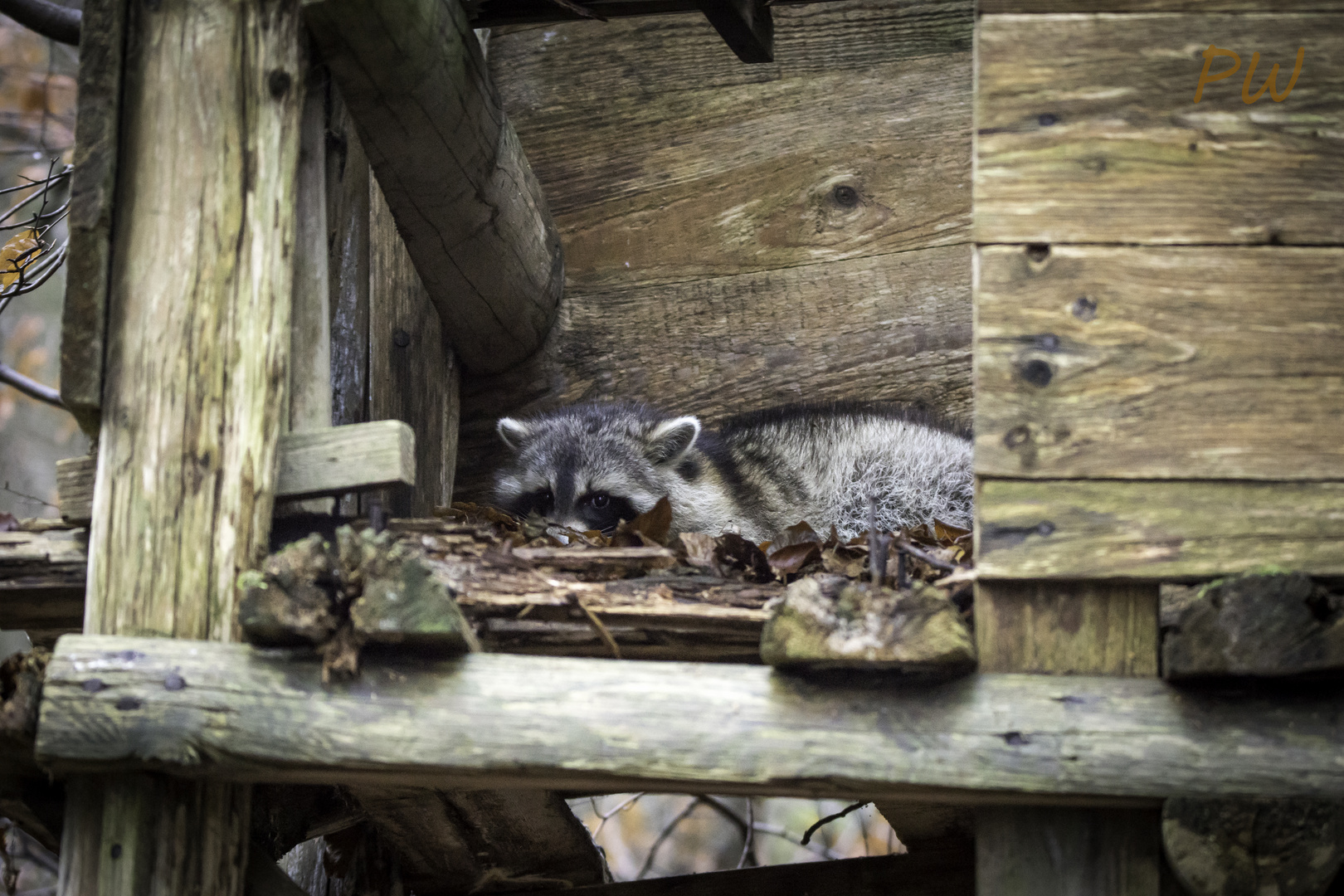 Waschbär