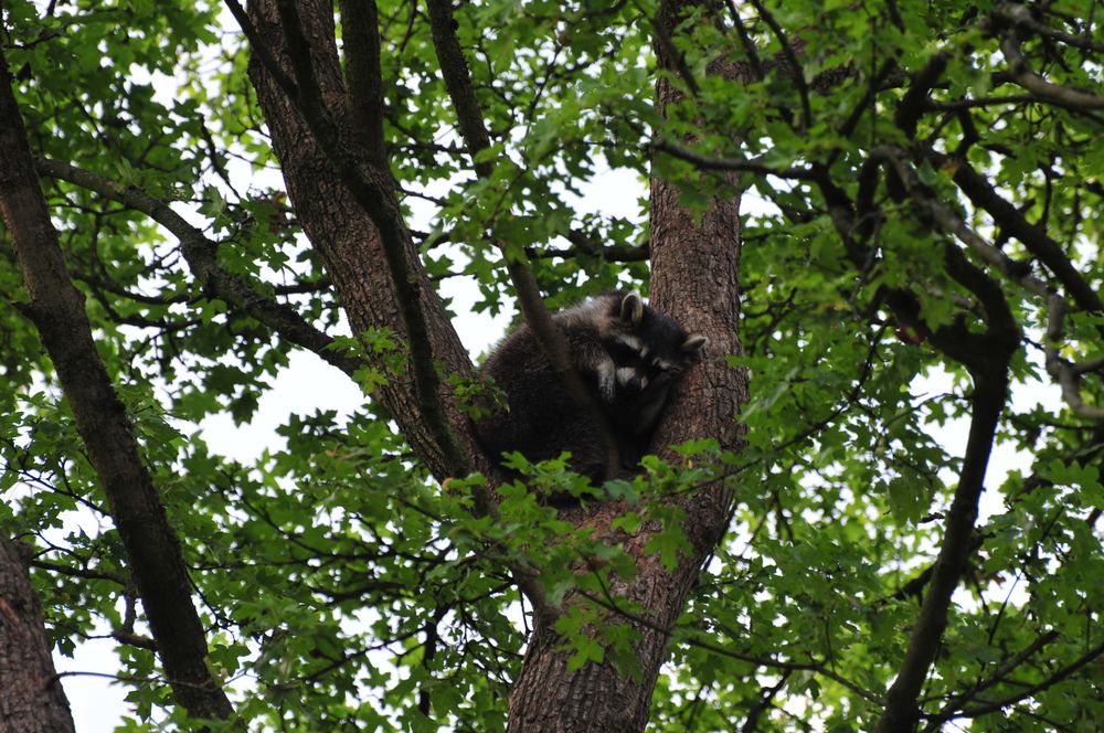 Waschbär