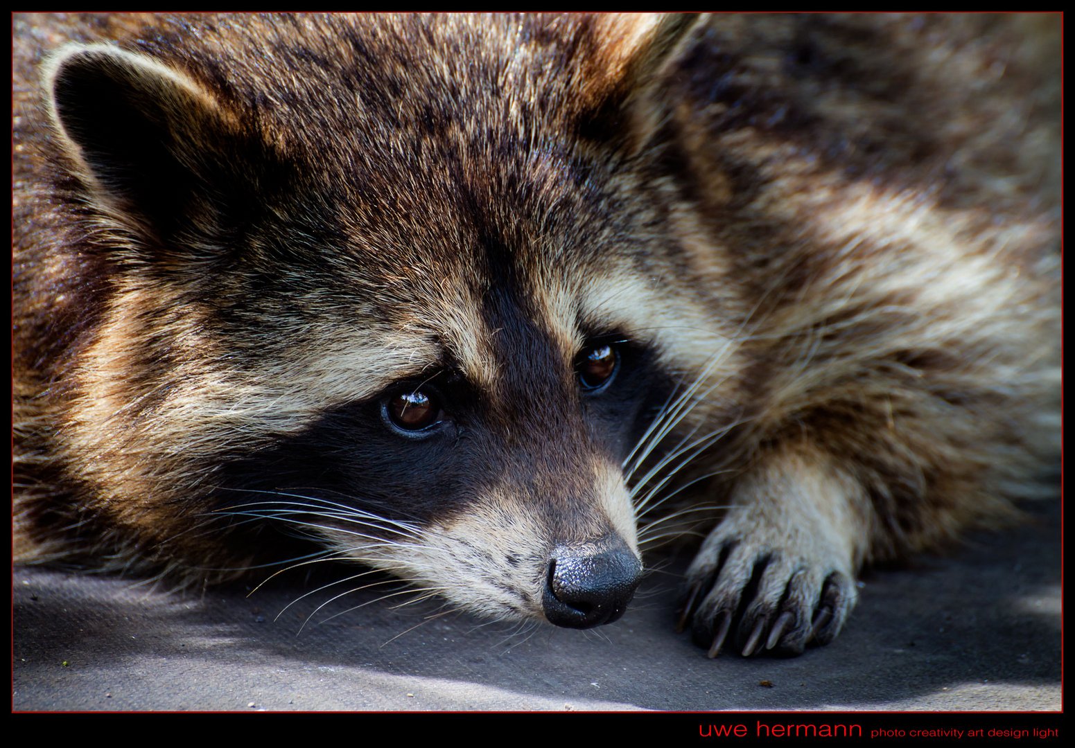 Waschbär