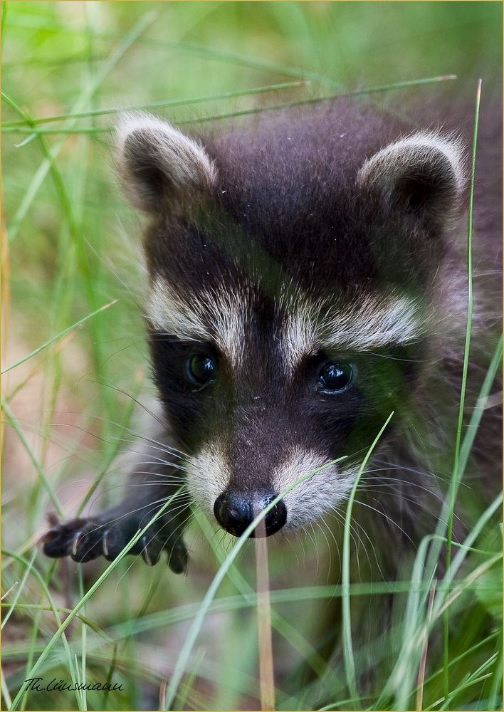 Waschbär