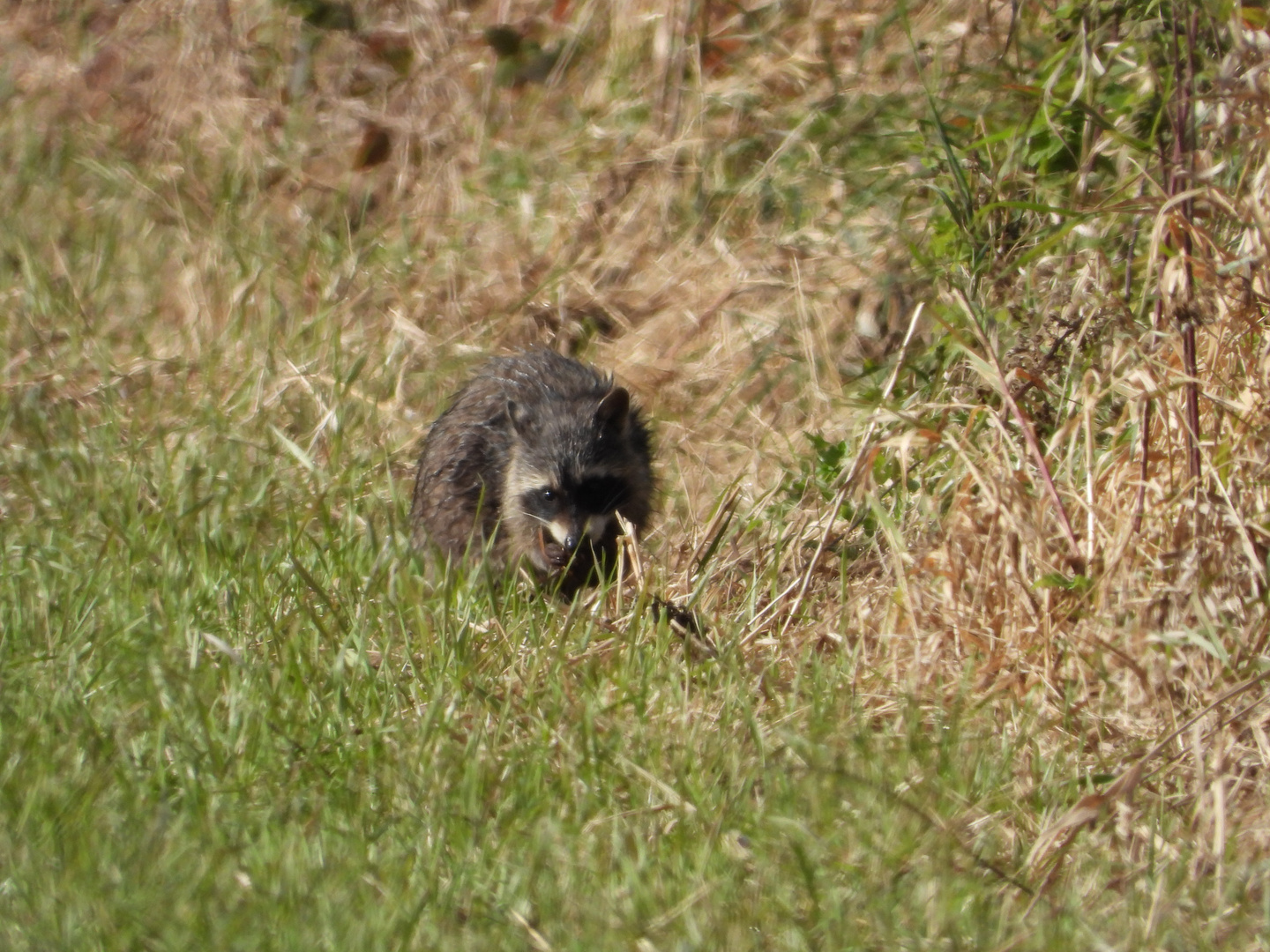 Waschbär