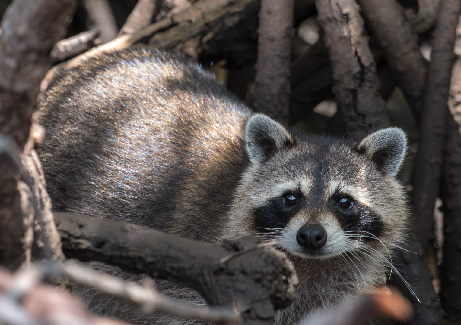 Waschbär