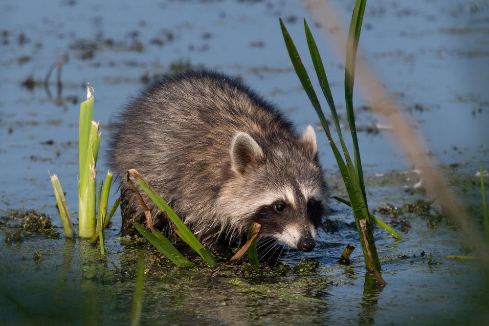 Waschbär