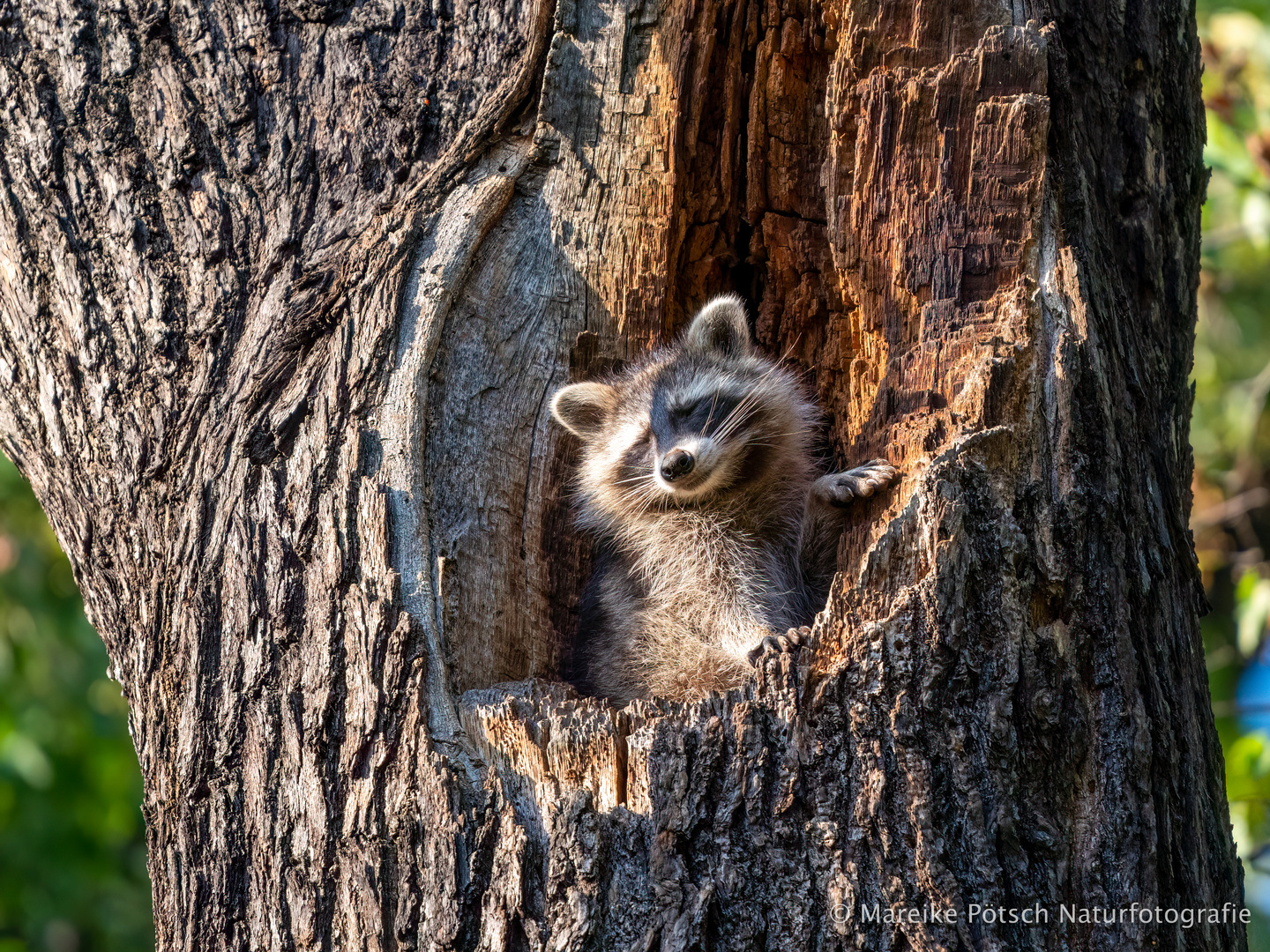 Waschbär