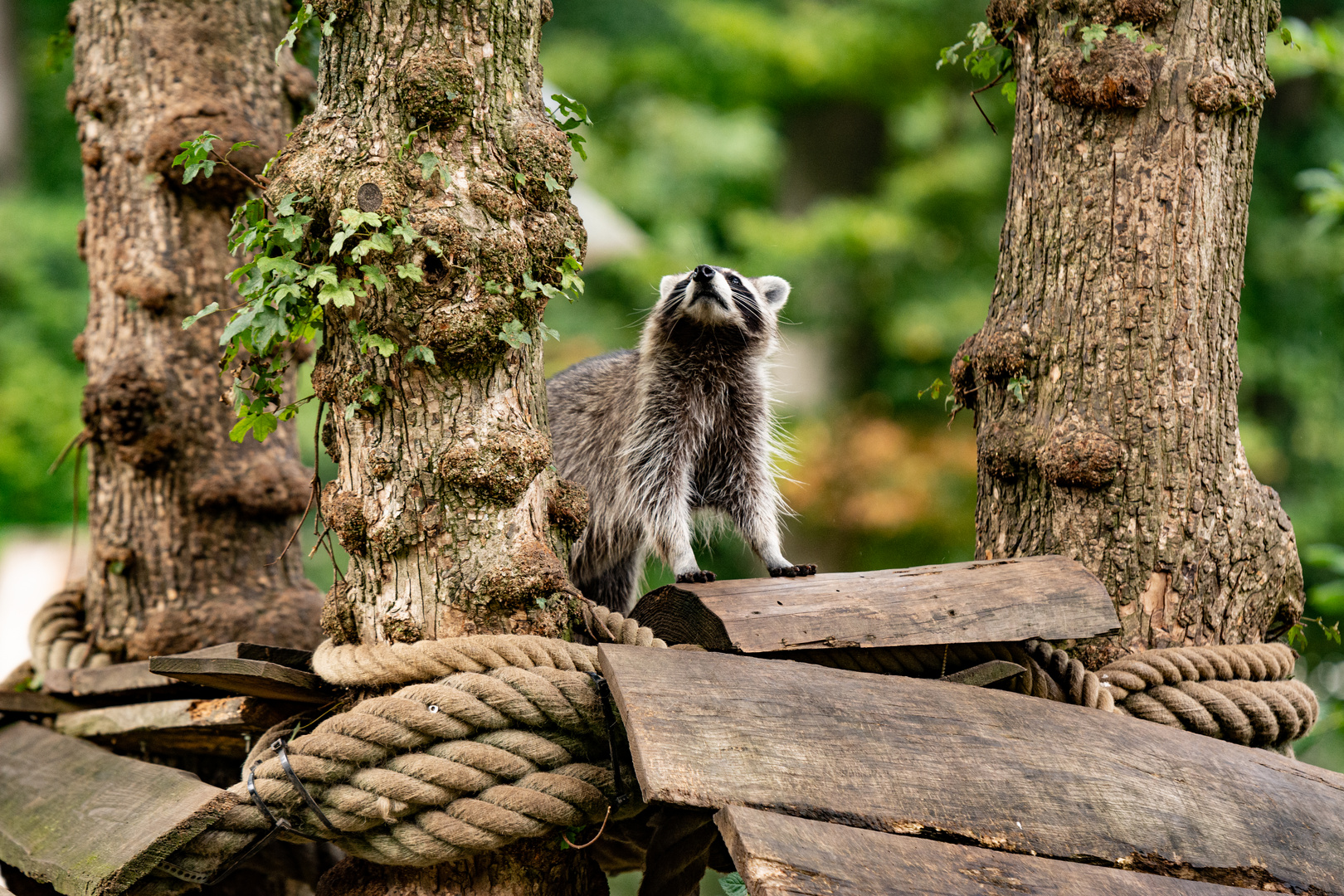 Waschbär 