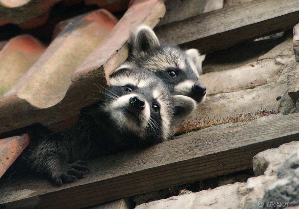 WASCHBÄR