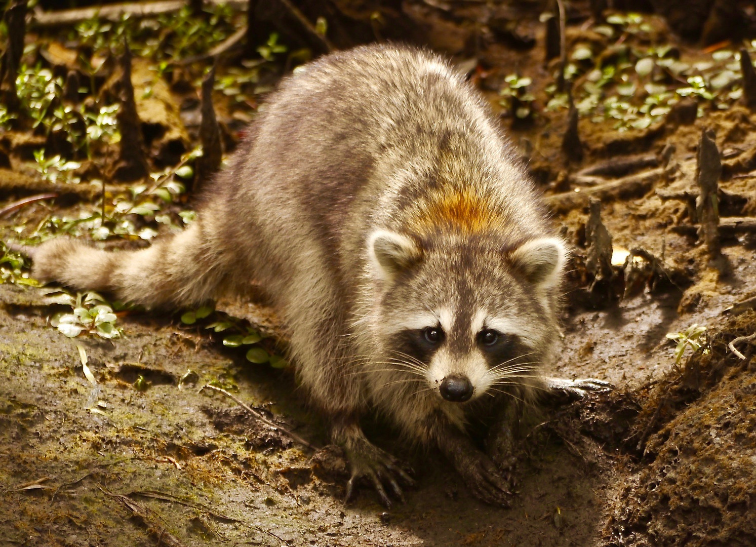 Waschbär