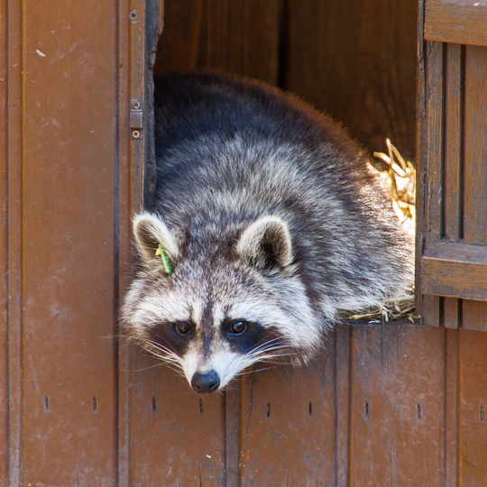 Waschbär