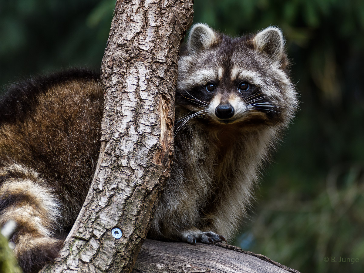 Waschbär