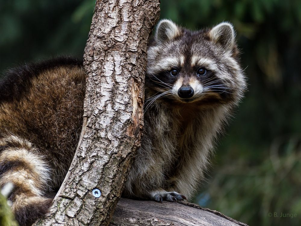 Waschbär Foto & Bild | nikon, natur, zoo Bilder auf fotocommunity