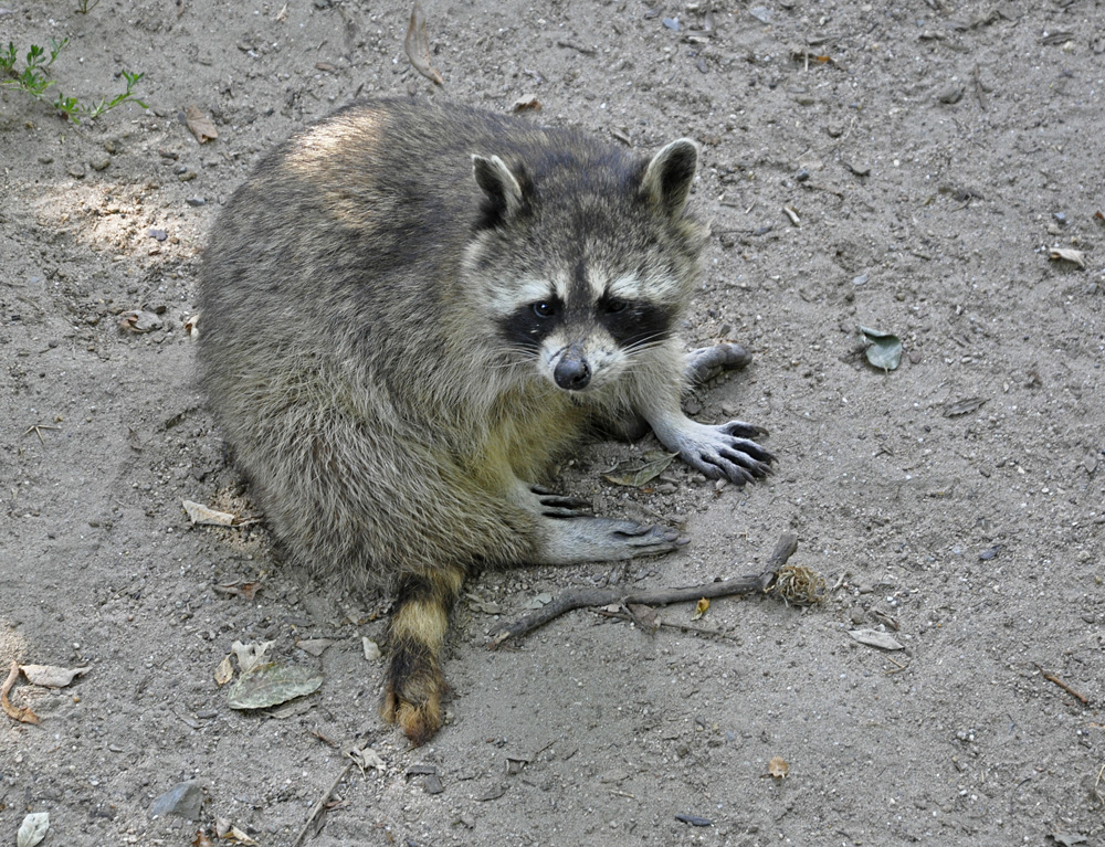 Waschbär