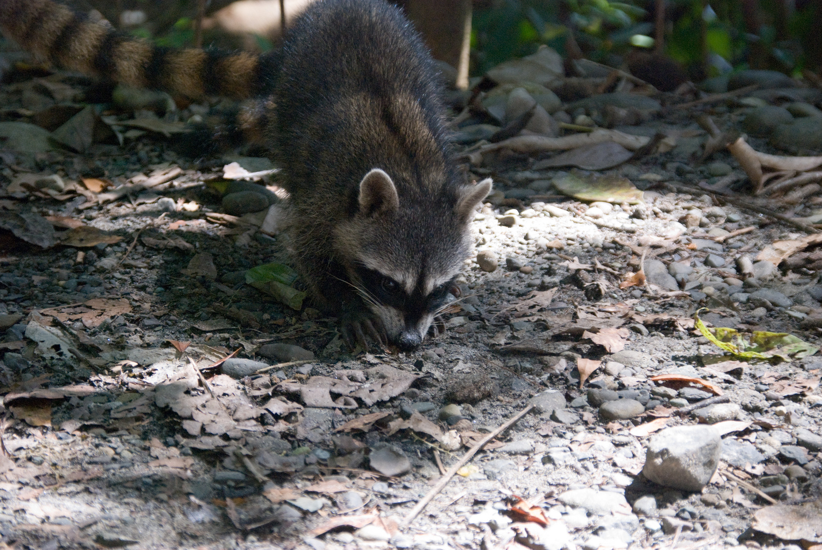 Waschbär