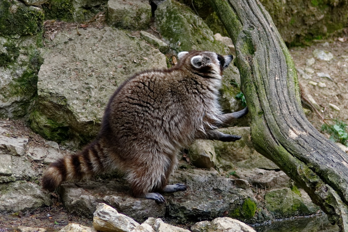 Waschbär