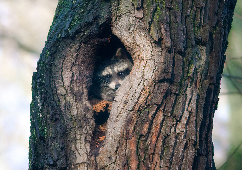 Waschbär