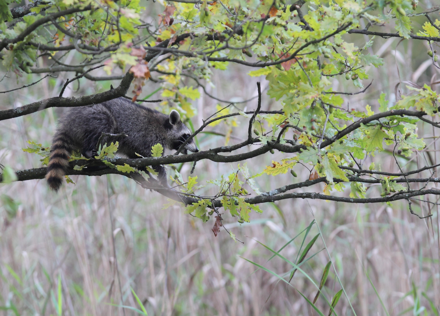 Waschbär